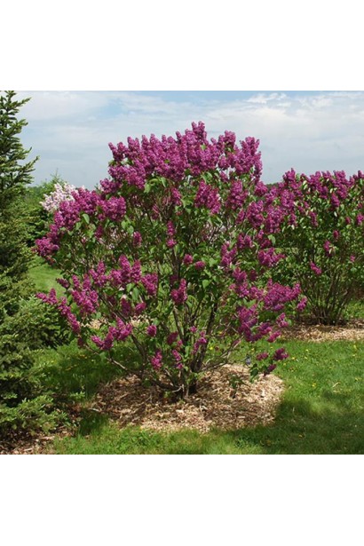 Бузок звичайний Анденкен ан Людвіг Шпет висота